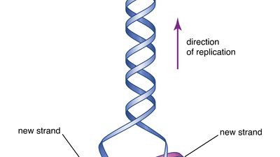 initial proposal of DNA structure