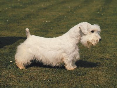 Sealyham terrier.