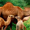 Dromedary camels (Camelus dromedarius). Animals, mammals.