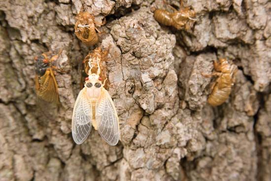 Magicicada; teneral cicada