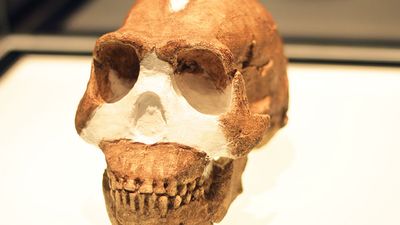 Homo Naledi on exhibition in 2015