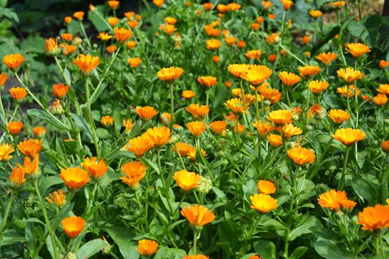 pot marigold (Calendula officinalis)