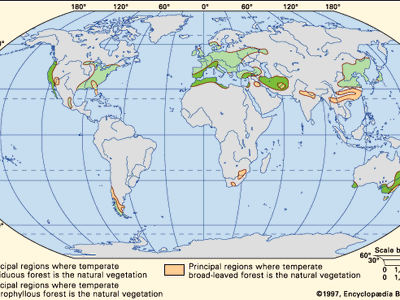 temperate forest distribution