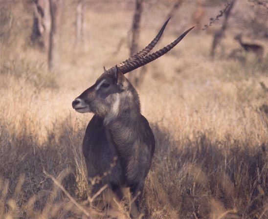 waterbuck