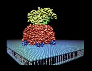 X-ray protein crystallography in molecular biology