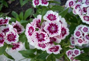 sweet William