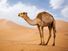 Arabian Camel (Camelus dromedarius) in the Sahara Desert sand dunes. (pack animal; sand; Morocco; Africa; African desert; mammal; dromedary; drought)