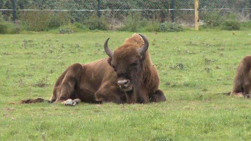 Discover how European bison contribute to forest biodiversity