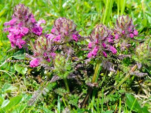 whorled lousewort