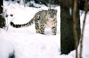 snow leopard (Panthera uncia or Uncia uncia)