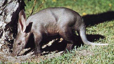 Aardvark