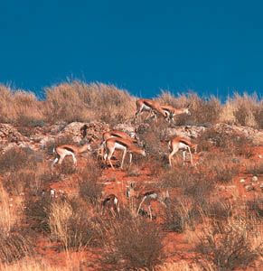 springbok