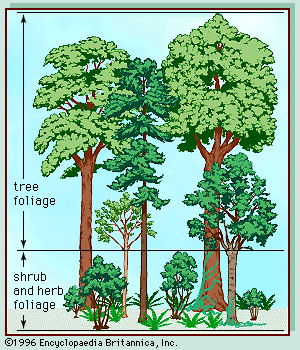 temperate deciduous forest