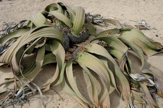 welwitschia