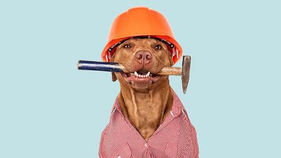 A brown-colored dog wearing a red-checked shirt with an orange hard helmet and hammer. Labor Day concept, work, jobs.