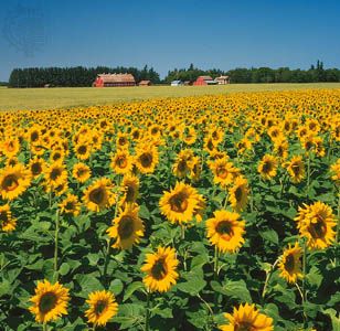 sunflowers