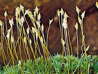 Hair-cap moss (Polytrichum commune)