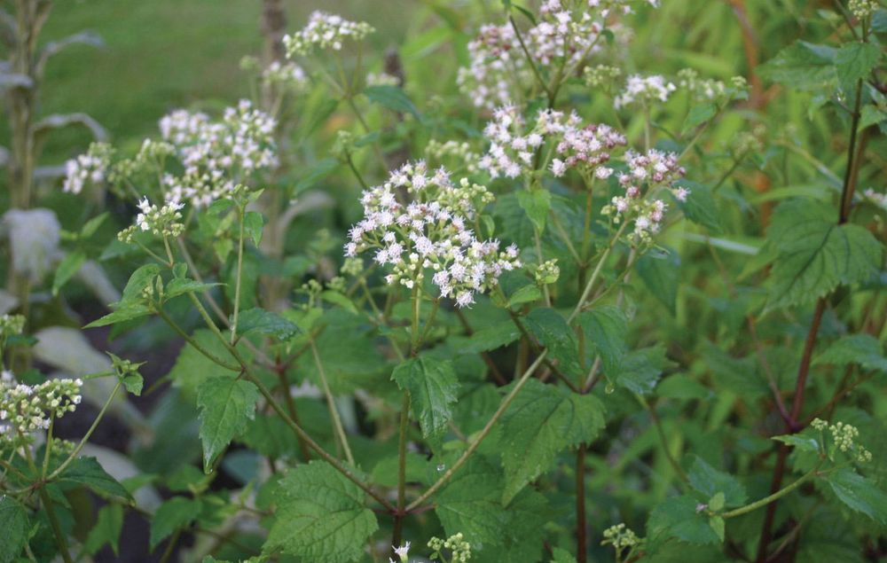 White snakeroot (Ageratina altissima). Earlier taxonomy name was Eupatorium rugosum.