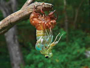 cicada molting