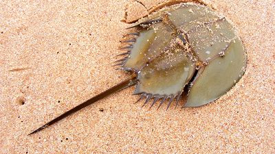 Horseshoe crab on sand beach in Leizhou Peninsula, Guangdong province, China.