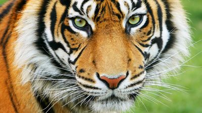 How are tiger populations being threatened?