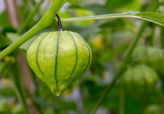 tomatillo plant