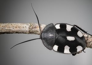 Domino cockroach