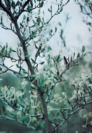 mountain mahogany fruit