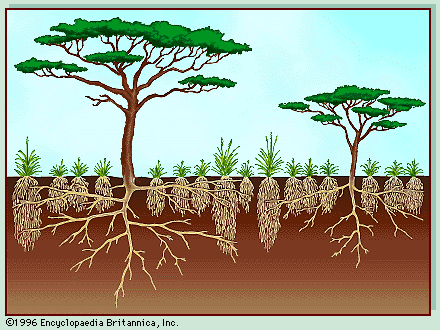 Vegetation profile of a typical savanna.