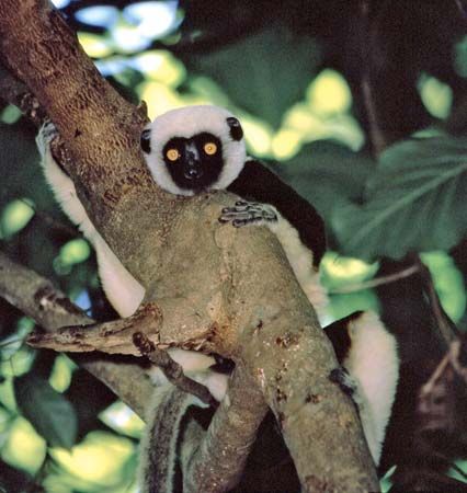 Coquerel's sifaka (Propithecus coquereli).