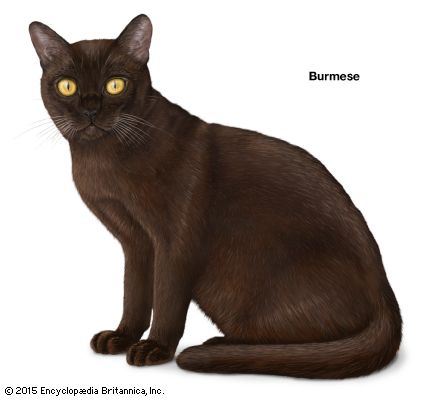 Burmese cat