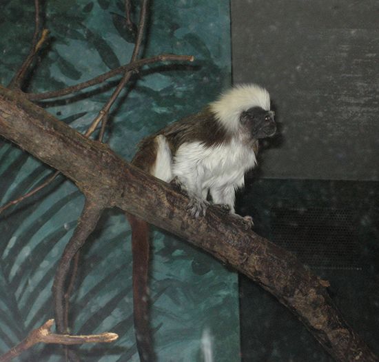 cotton-top tamarin