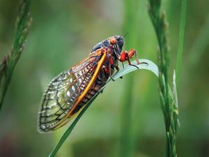 periodical cicada