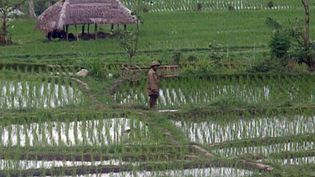 See the efforts of Ms. Mass to show visitors the everyday life and culture of the Balinese people