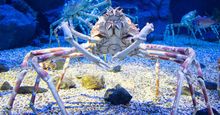 Japanese spider crab