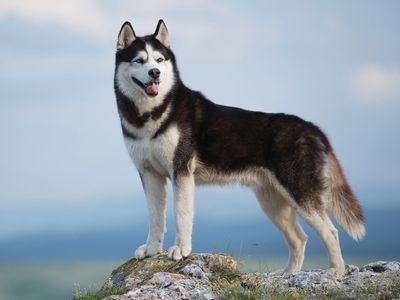 Siberian Husky