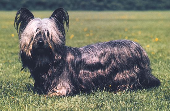 Skye terrier