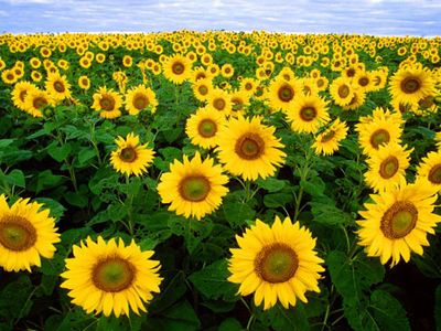 Fargo, North Dakota: sunflower field