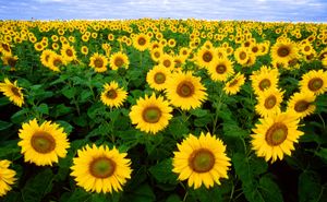 Fargo, North Dakota: sunflower field