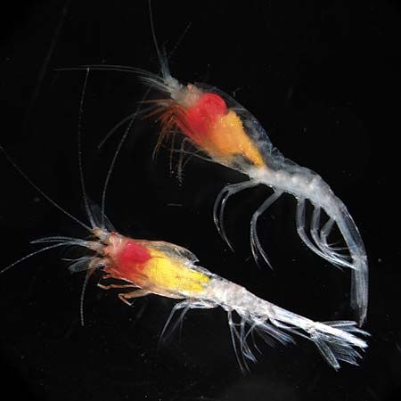 Northern ambereye (Hymenodora glacialis) from the Canada Basin in the Arctic Ocean.