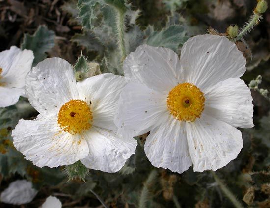 Mojave prickly poppy