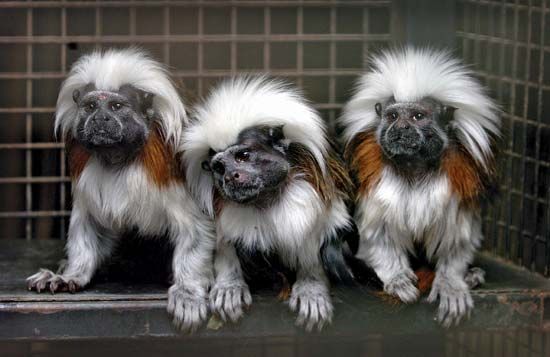 cotton-top tamarins