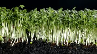 How to use garden cress in cooking