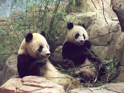 Giant pandas (Ailuropoda melanoleuca) at the National Zoological Park, Washington, D.C.