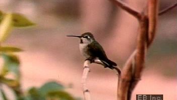 Watch the courtship display of the male Anna's hummingbird and the hen's use of food to coax fledglings to fly