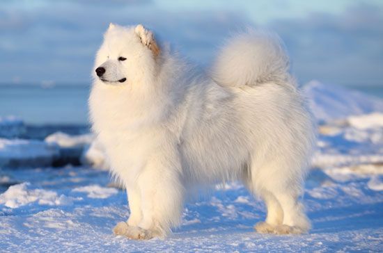 The sturdily built Samoyed