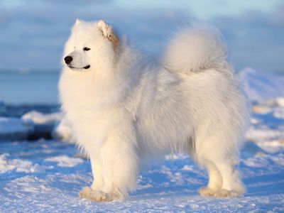 The sturdily built Samoyed