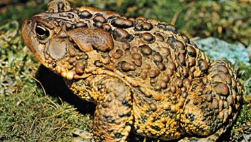 American toad (Bufo americanus).