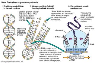 DNA and protein synthesis