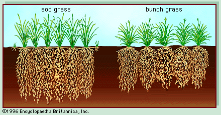 grassland vegetation profile